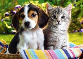 Δήμος Εορδαίας: Επείγουσα ενημέρωση των κηδεμόνων ζώων συντροφιάς